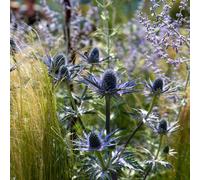 Marshalls Garden Eryngium 'big Blue', Hardy Rhs Agm Sea Holly, 0.1 0.5M 9Cm Plant