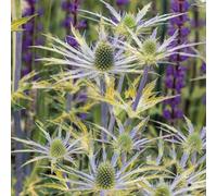 Marshalls Garden Eryngium Neptune Gold Eryngium 9Cm Plant