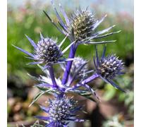 Marshalls Garden Eryngium 'picos Amethyst' 3 Pack Silver To Deep Blue Spiky Flowers 3 X 9Cm