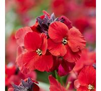 Marshalls Garden Erysimum 'colour Vibe Red' - Compact Velvety-Red Flowering Perennial For Pots & Borders