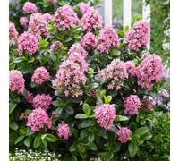 Marshalls Garden Escallonia Leavis 'pink Elle' 3 X 9Cm Plants
