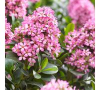 Marshalls Garden Escallonia Leavis 'pink Elle' Compact Evergreen Shrub 9Cm Plant