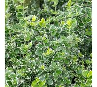 Marshalls Garden Euonymus Fortunei 'emerald Gaiety' - Variegated Evergreen Groundcover Shrub, Hardy For Sun Or Part Shade 3 Litre Plant