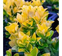 Marshalls Garden Euonymus Japonicus 'el Dorado' - Compact Evergreen Shrub For Pots And Low Hedges 3 Litre Plant