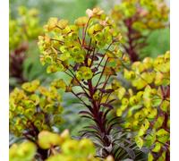Marshalls Garden Euphorbia 'miners Merlot' - Hardy, Drought-Tolerant With Burgundy Stems And Lime-Yellow Flowers
