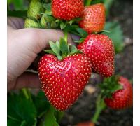 Marshalls Garden Everbearing Strawberry 'favouri' Plant For Pots And Raised Beds 30 X Bare Root