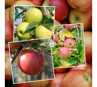 Marshalls Garden Family Apple Tree With Three Grafted Varieties On M26 Semi-Dwarf Rootstock
