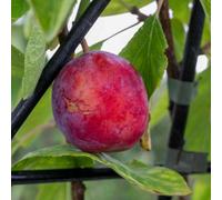 Marshalls Garden Fan-Trained Patio Plum 'opal' (Bare-Root) - Self-Fertile, Compact 5 Litre