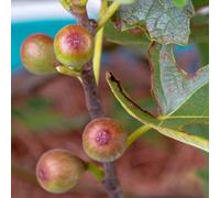 Marshalls Garden Fig 'little Miss Figgy' Dwarf Patio Tree For Small Gardens 5 Litre