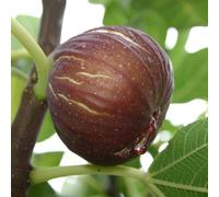 Marshalls Garden Fig 'madeline Des Deux Saisons' - Sweet Two-Crop Variety