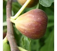 Marshalls Garden Fig Tree 'goutte D'or' Compact Container-Friendly Edible Fig Tree 3 Litre