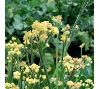 Marshalls Garden Fioretto Cauliflower Seeds, Tender Hybrid, Pack Of 10