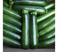 Marshalls Garden Firenze Courgette Seeds - Pack Of 3 - Dark Green, Powdery Mildew Resistant, High-Yield Summer Squash