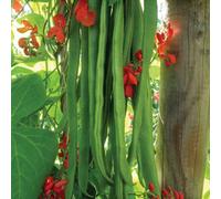 Marshalls Garden Firestorm Runner Bean Seeds Pack Of 3 Self-Pollinating Red-Flowering Climbing Vegetable