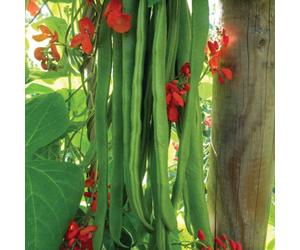 Marshalls Garden Firestorm Runner Bean Seeds Pack Of 3 Self-Pollinating Red-Flowering Climbing Vegetable