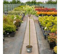 Marshalls Garden Flamingo Willow Tree (Salix Integra) Tricolour Foliage For Small Gardens 4 Litre