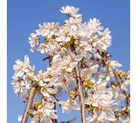 Marshalls Garden Flowering Cherry Tree 'snow Showers' Weeping Prunus - Bare-Root Compact Ornamental