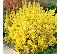 Marshalls Garden Forsythia X Intermedia 'lynwood Gold' Spring-Flowering Yellow Shrub 3 Litre Plant