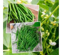 Marshalls Garden French Bean Dwarf Seeds Duo Pack - Modesto & Faraday, 125 Seeds