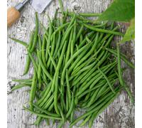Marshalls Garden French Bean Dwarf Seeds Faraday - Compact Disease-Resistant Variety 50 Seeds