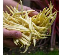 Marshalls Garden French Bean Dwarf 'voltage' Seeds 160 Pack Yellow Pods