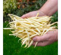 Marshalls Garden French Bean Seeds 'dorado' Dwarf Golden Beans - 120 Seeds For Pots And Small Gardens