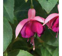 Marshalls Garden Fuchsia Hardy Garden News 3 X 9Cm