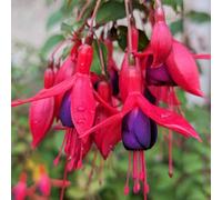 Marshalls Garden Fuchsia Hardy 'mrs Popple' Pack - 3 X 9Cm