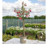 Marshalls Garden Fuchsia Paula Jane - Award-Winning Long-Flowering Container Plant, 3 Litre