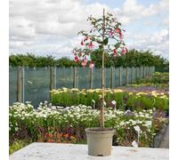 Marshalls Garden Fuchsia 'snowcap' - Rhs Awarded, 50-60Cm, 3L Plant