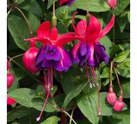 Marshalls Garden Fuchsia 'Southern Belles Voodoo' 6 Plug Plants