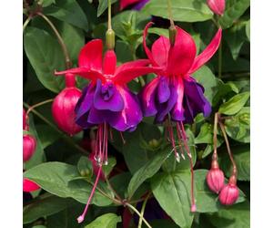 Marshalls Garden Fuchsia 'Southern Belles Voodoo' 6 Plug Plants