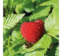 Marshalls Garden Funberry (Rubus Illecebrosus) Strawberry-Raspberry Shrub - Hardy Edible Ornamental Plant 3 Litre Plant