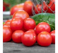 Marshalls Garden Gardener's Delight Cordon Tomato Seeds 55 Pack