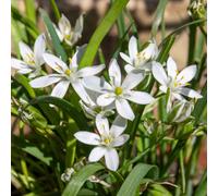 Marshalls Garden Garlic Chive Allium Tuberosum Perennial 30 Cm 1 Litre