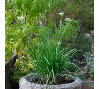 Marshalls Garden Garlic Chives Seeds (Allium Schoenoprasum) - 120 Seeds, Flat-Leaved, Mild Garlic Flavour