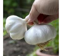 Marshalls Garden Garlic Mersley Wight x 2 Bulbs, Approx 20-25 Cloves
