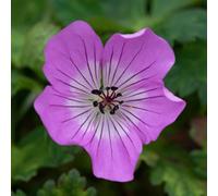 Marshalls Garden Geranium 'kelly-Anne' - Hardy Long-Flowering Perennial For Pots And Borders 2 Litre Plant