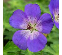 Marshalls Garden Geranium 'rozanne' 3 X 9Cm Hardy Perennial, Long-Flowering Violet-Blue Blooms
