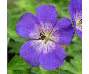 Marshalls Garden Geranium 'Rozanne' 9cm Plant Hardy Perennial RHS AGM
