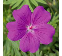Marshalls Garden Geranium 'tiny Monster' 3 X 9Cm Potted Hardy Flowering Ground Cover