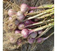 Marshalls Garden Germidour Garlic Cloves For Autumn Planting - Softneck Pack Of 2