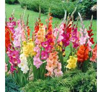 Marshalls Garden Gladiolus 'large Flowered Mix' - 15 Corms, Mixed Colours, Large-Flowered Summer Border Gladioli