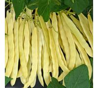 Marshalls Garden Goldfield Climbing French Bean Seeds Stringless Golden Pods 50 Seeds