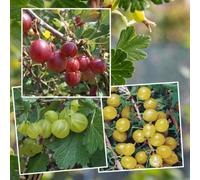 Marshalls Garden Gooseberry Collection Hinnonmaki, Invicta & Hinnonmaki Red 3 Bare-Root Bushes