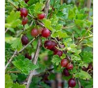 Marshalls Garden Gooseberry 'hinnonmaki Red' - Large Red Fruit, Mildew Resistant Tree Standard Bare Root