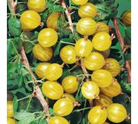 Marshalls Garden Gooseberry 'hinnonmaki Yellow' - Disease-Resistant Yellow Dessert Variety Bare Root