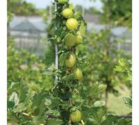 Marshalls Garden Gooseberry Plant 'invicta' 3 X Bare Roots For Pots And Gardens