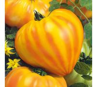 Marshalls Garden Gourmansun F1 Tomato Seeds - Oxheart Orange-Red, 6 Pack
