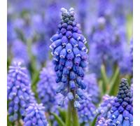 Marshalls Garden Grape Hyacinth (Muscari Armeniacum) Pack Of 50 Spring-Flowering Perennial Bulbs